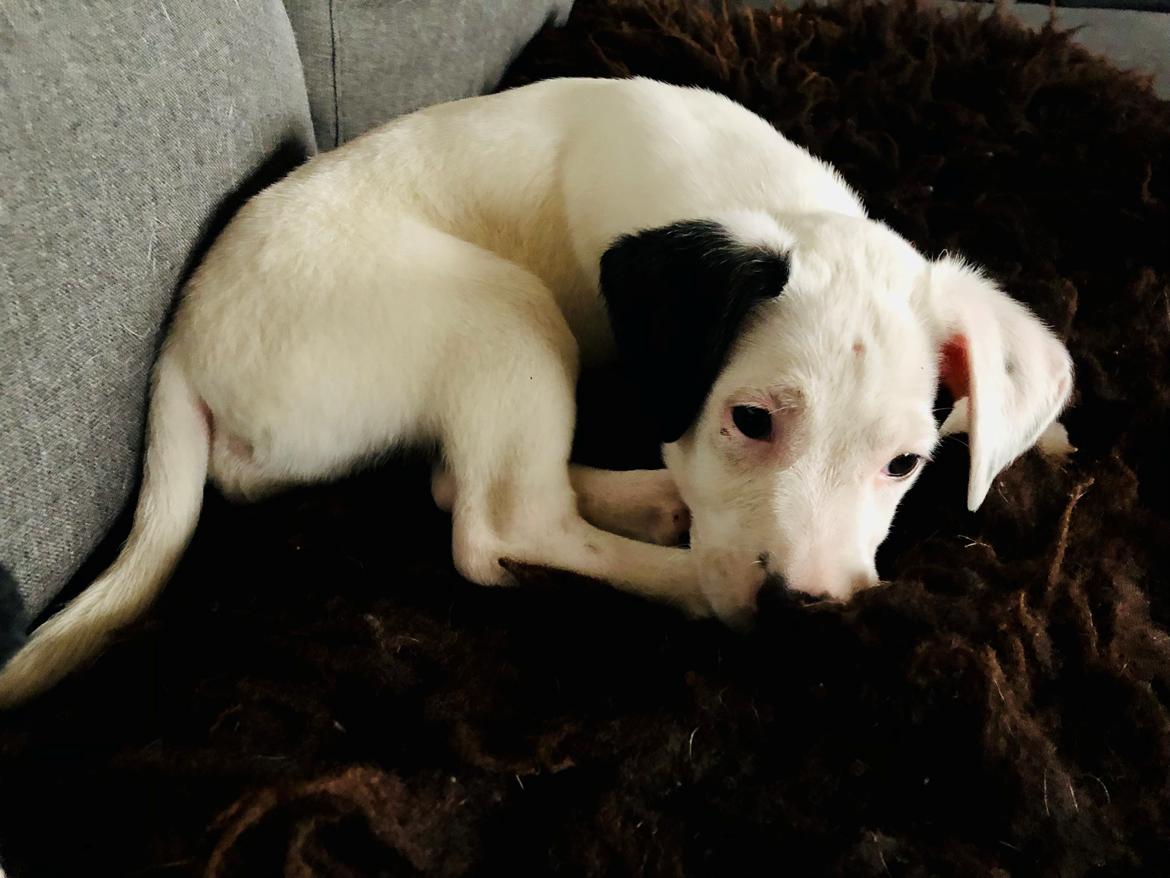 Dansk svensk gaardhund Hugin billede 10