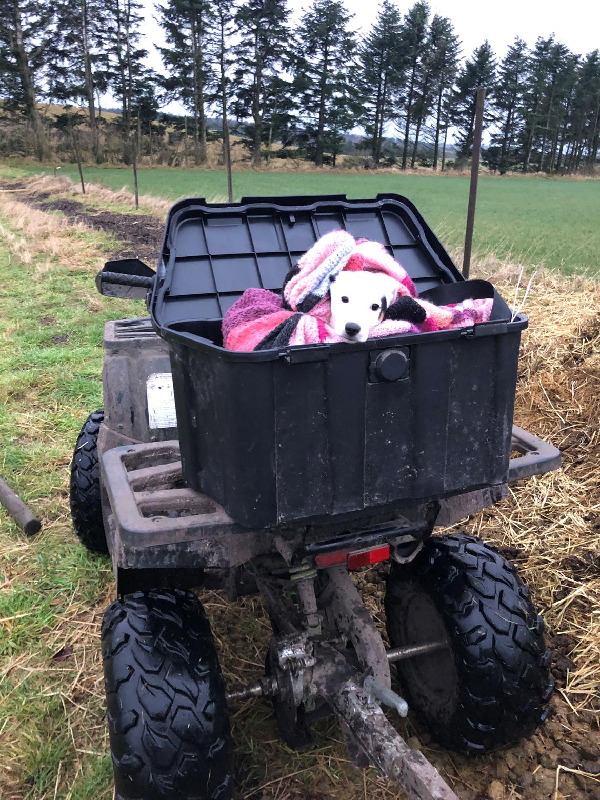 Dansk svensk gaardhund Hugin billede 14