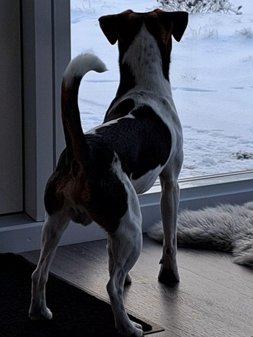 Dansk svensk gaardhund Eddie R.I.P. - 9. januar 2024 billede 34