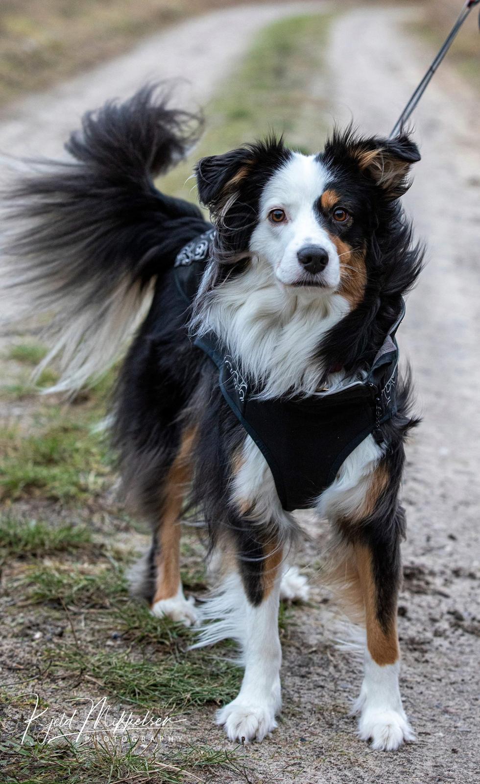 Australian shepherd Sputnik billede 1