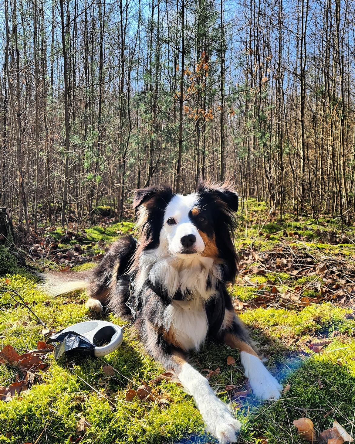 Australian shepherd Sputnik billede 4