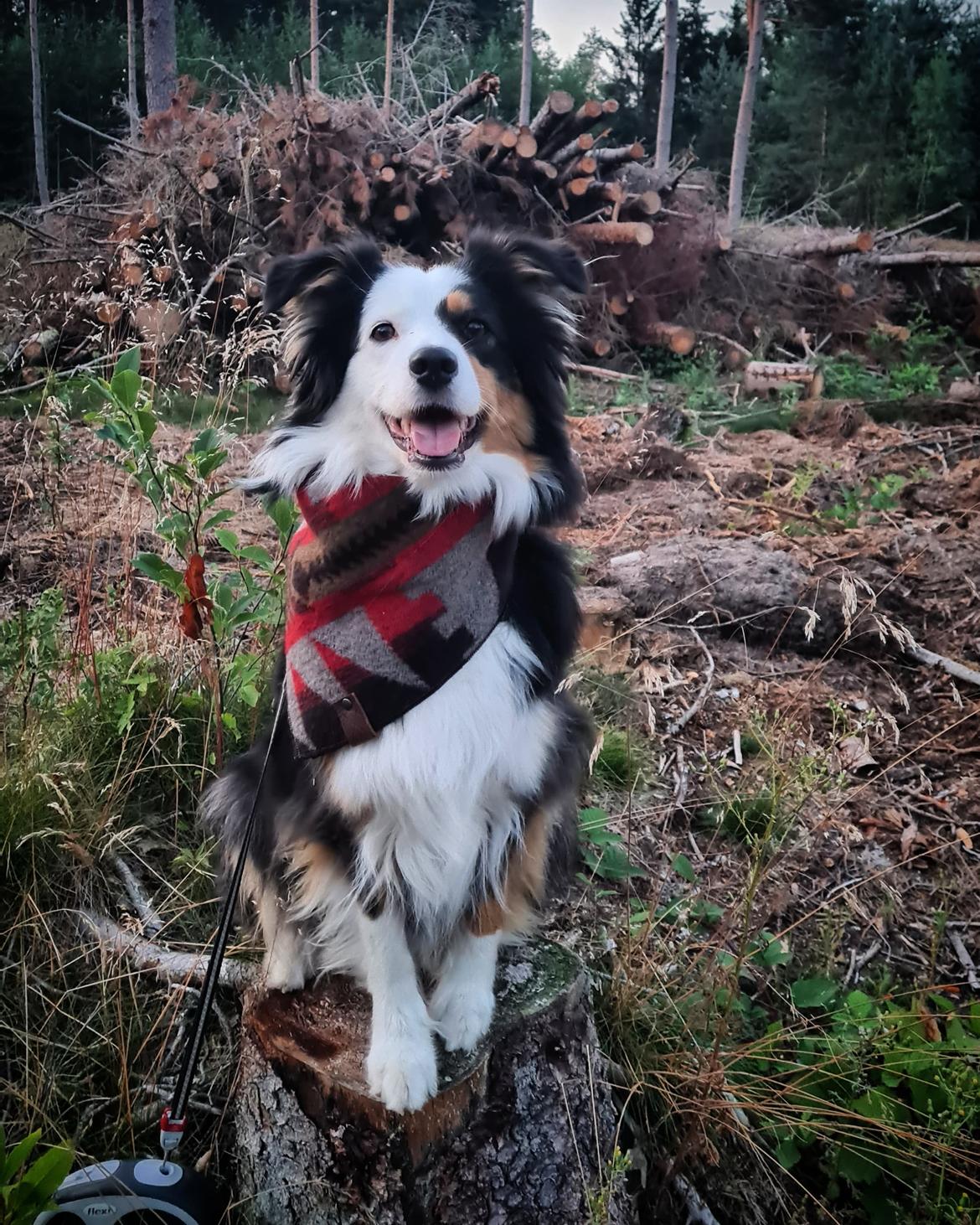 Australian shepherd Sputnik billede 6