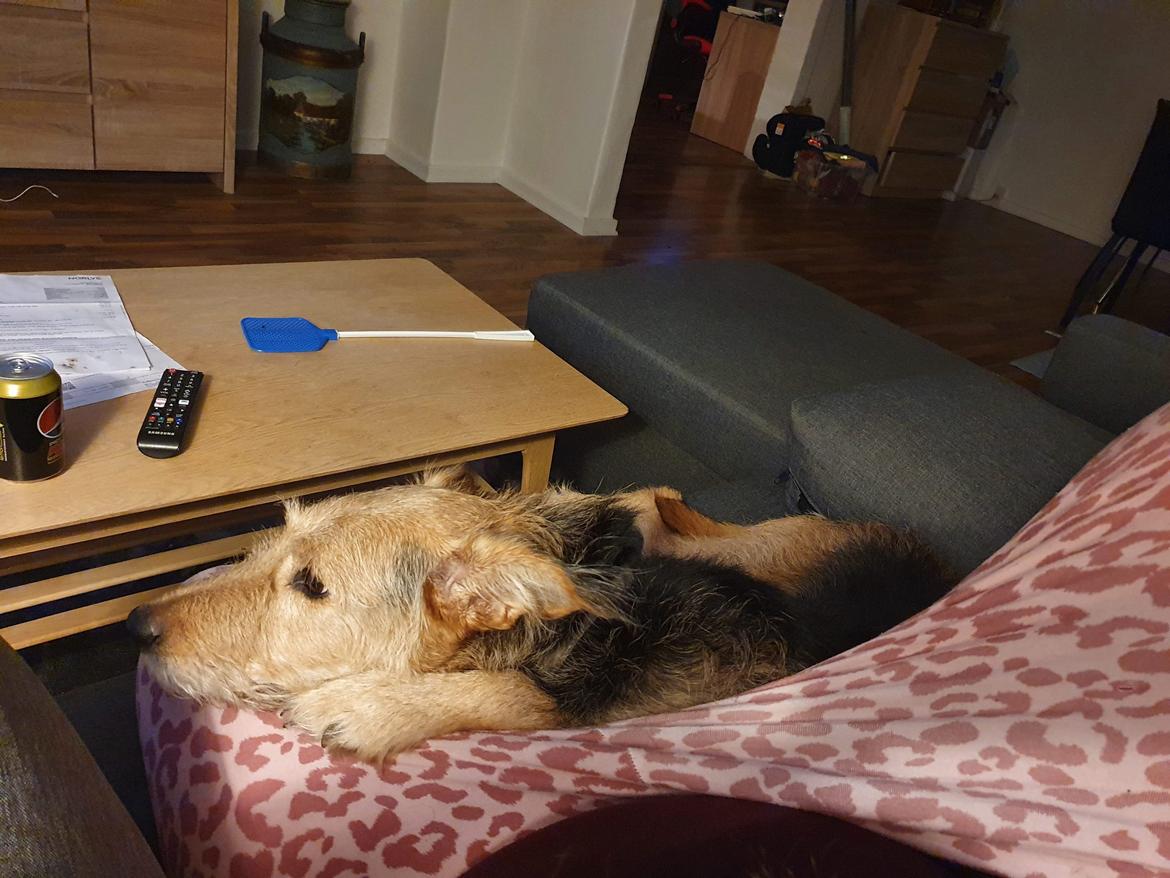 Blanding af racer pjevs (baby) billede 20