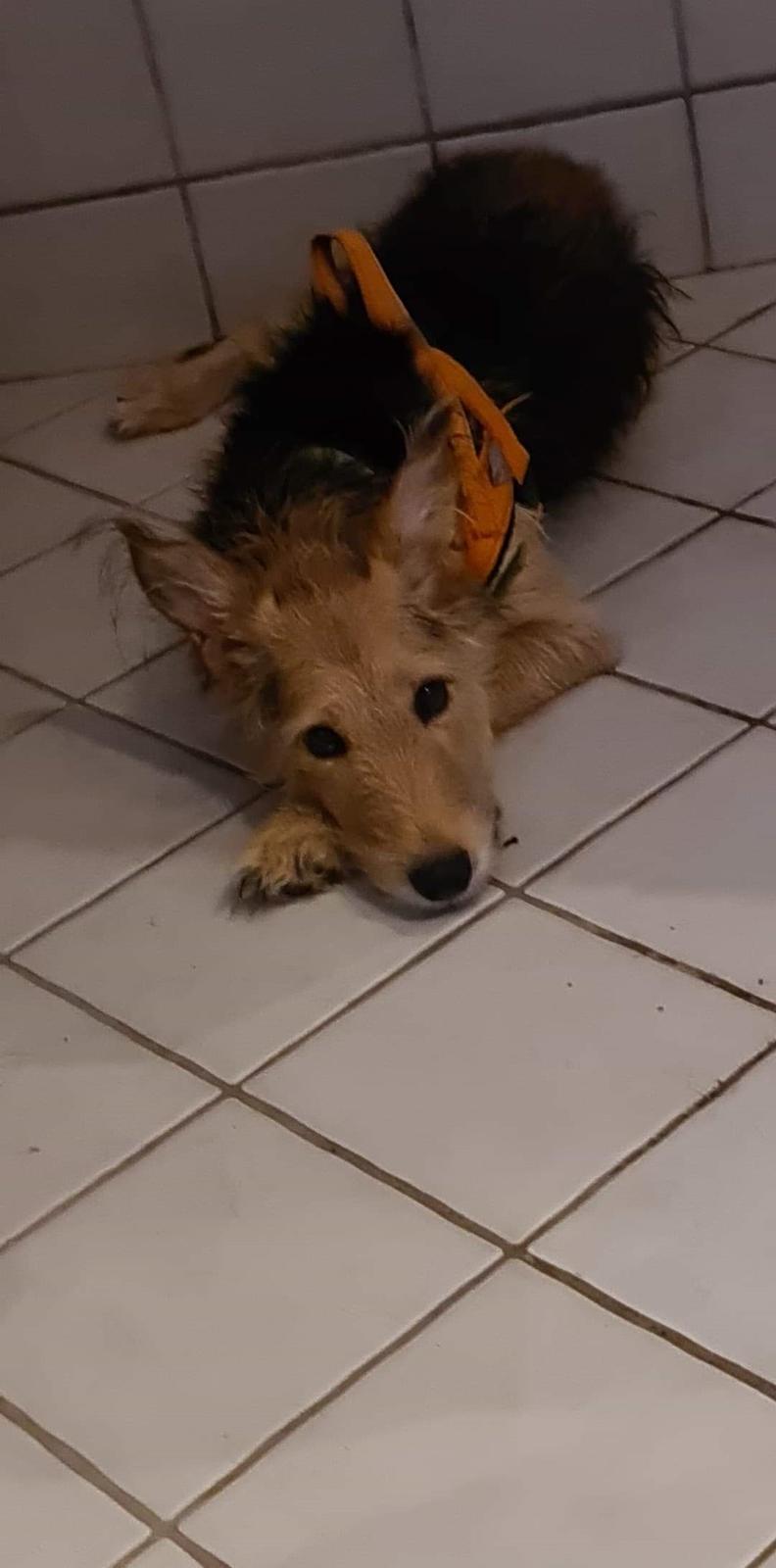 Blanding af racer pjevs (baby) billede 21