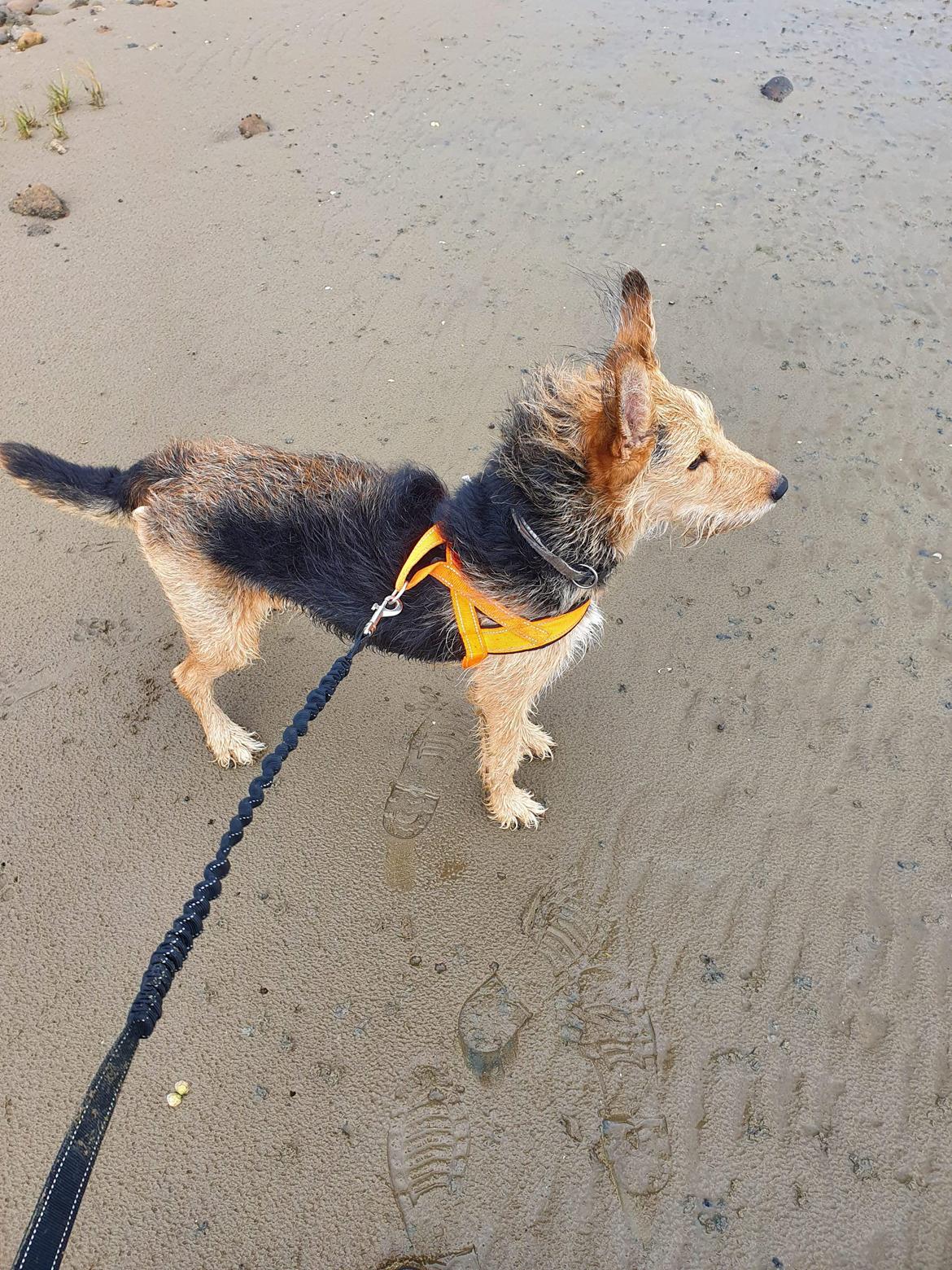 Blanding af racer pjevs (baby) billede 23