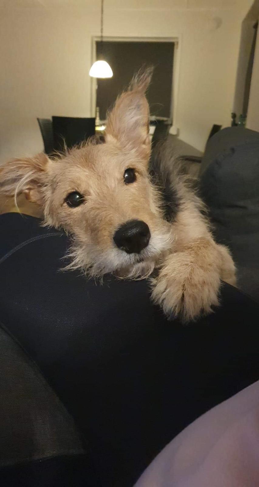 Blanding af racer pjevs (baby) billede 24