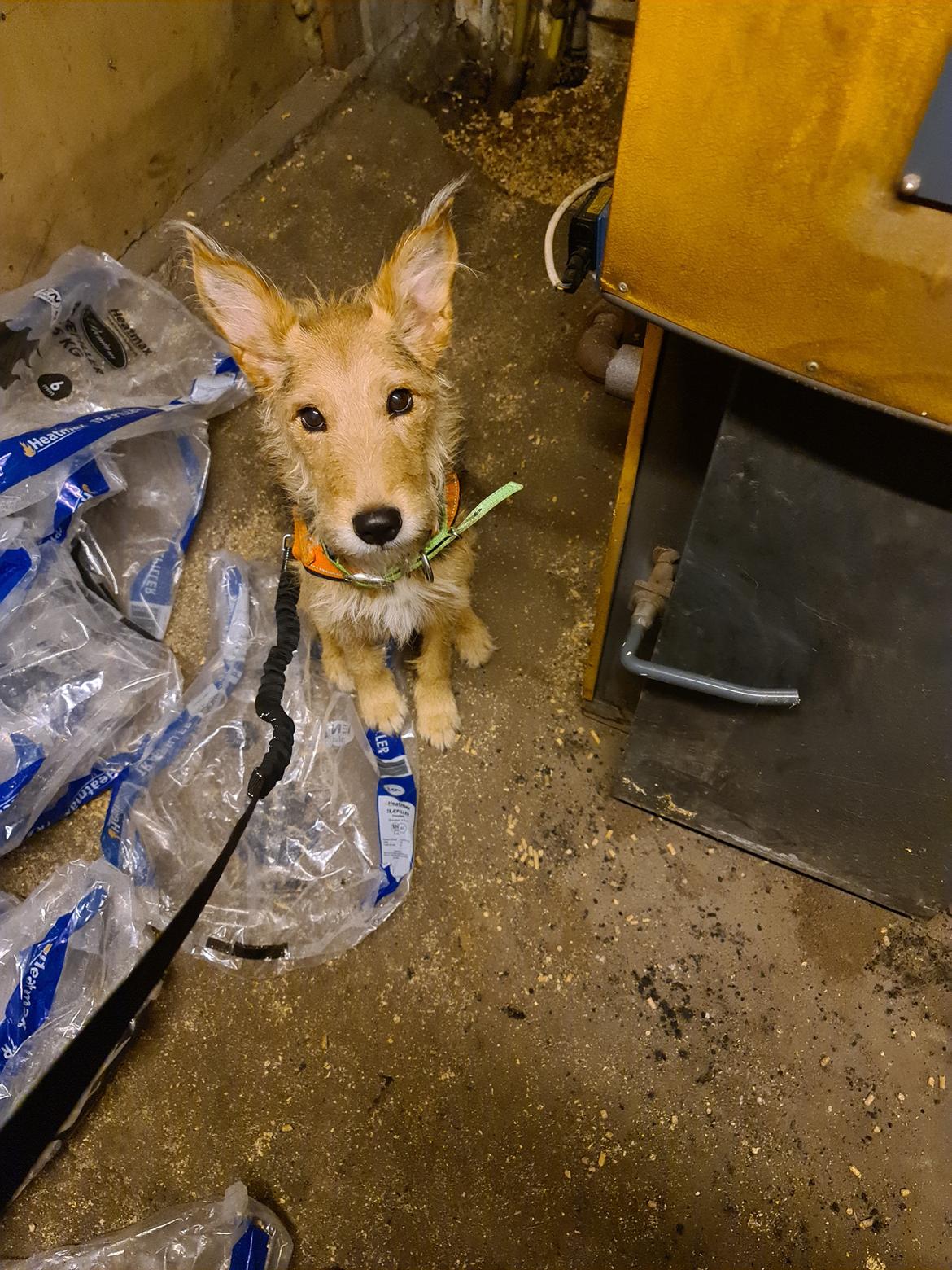 Blanding af racer pjevs (baby) billede 25