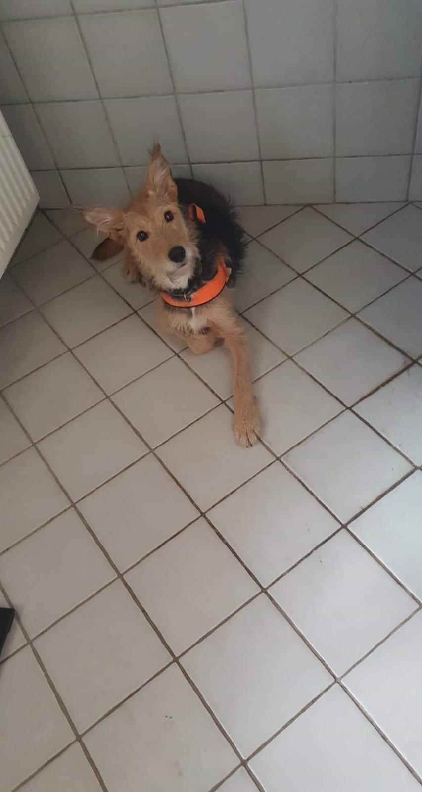 Blanding af racer pjevs (baby) billede 26