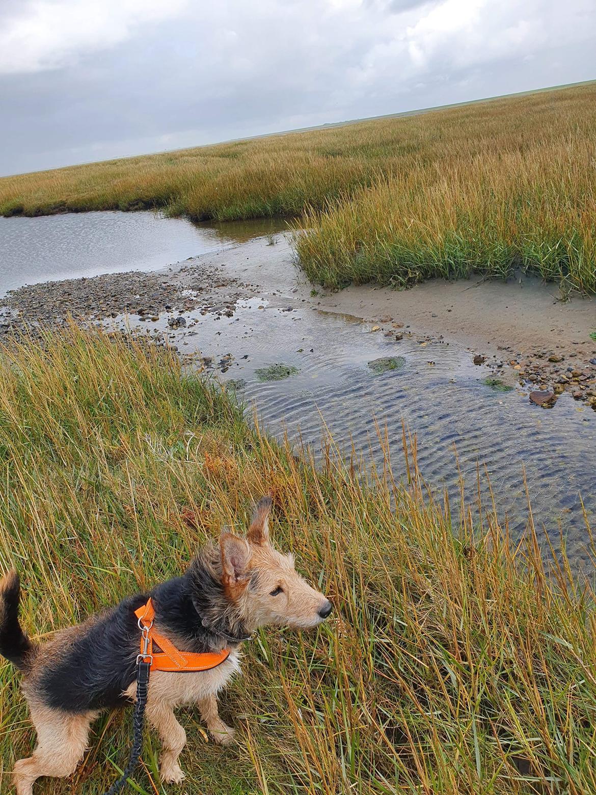 Blanding af racer pjevs (baby) billede 22