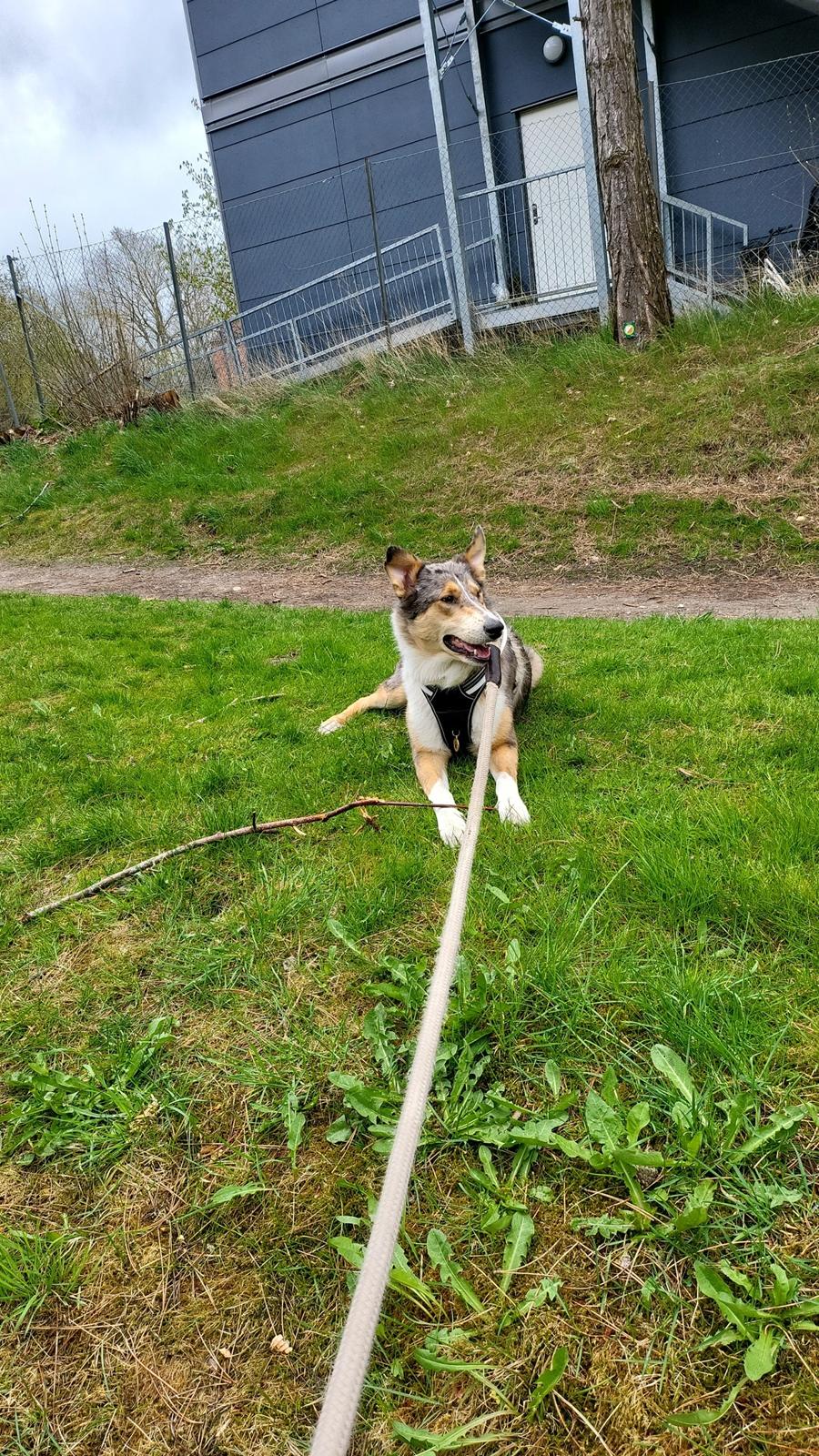 Collie korthåret Shelby  billede 2