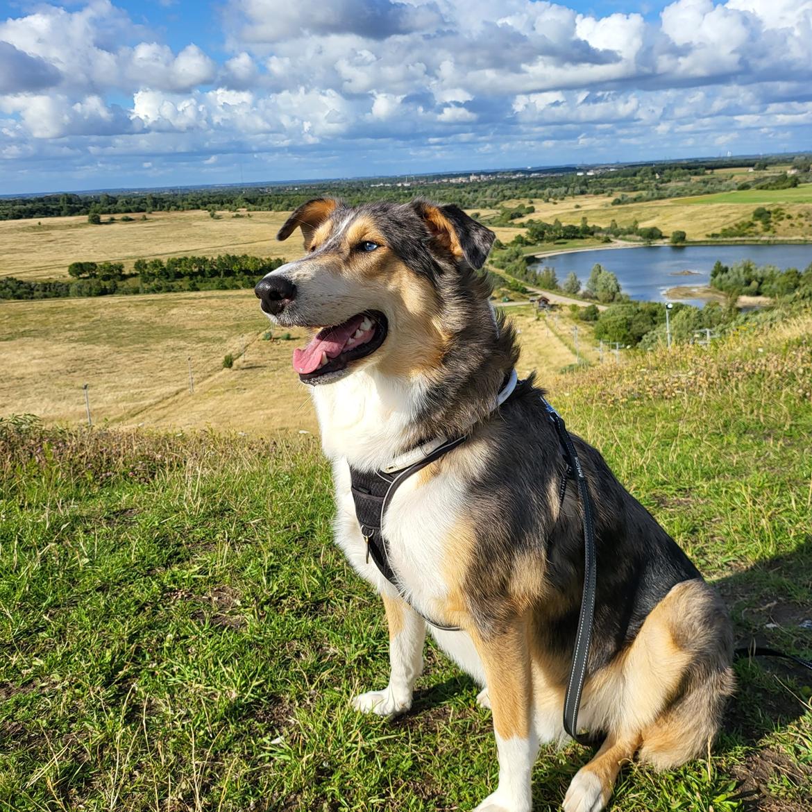 Collie korthåret Shelby  billede 7