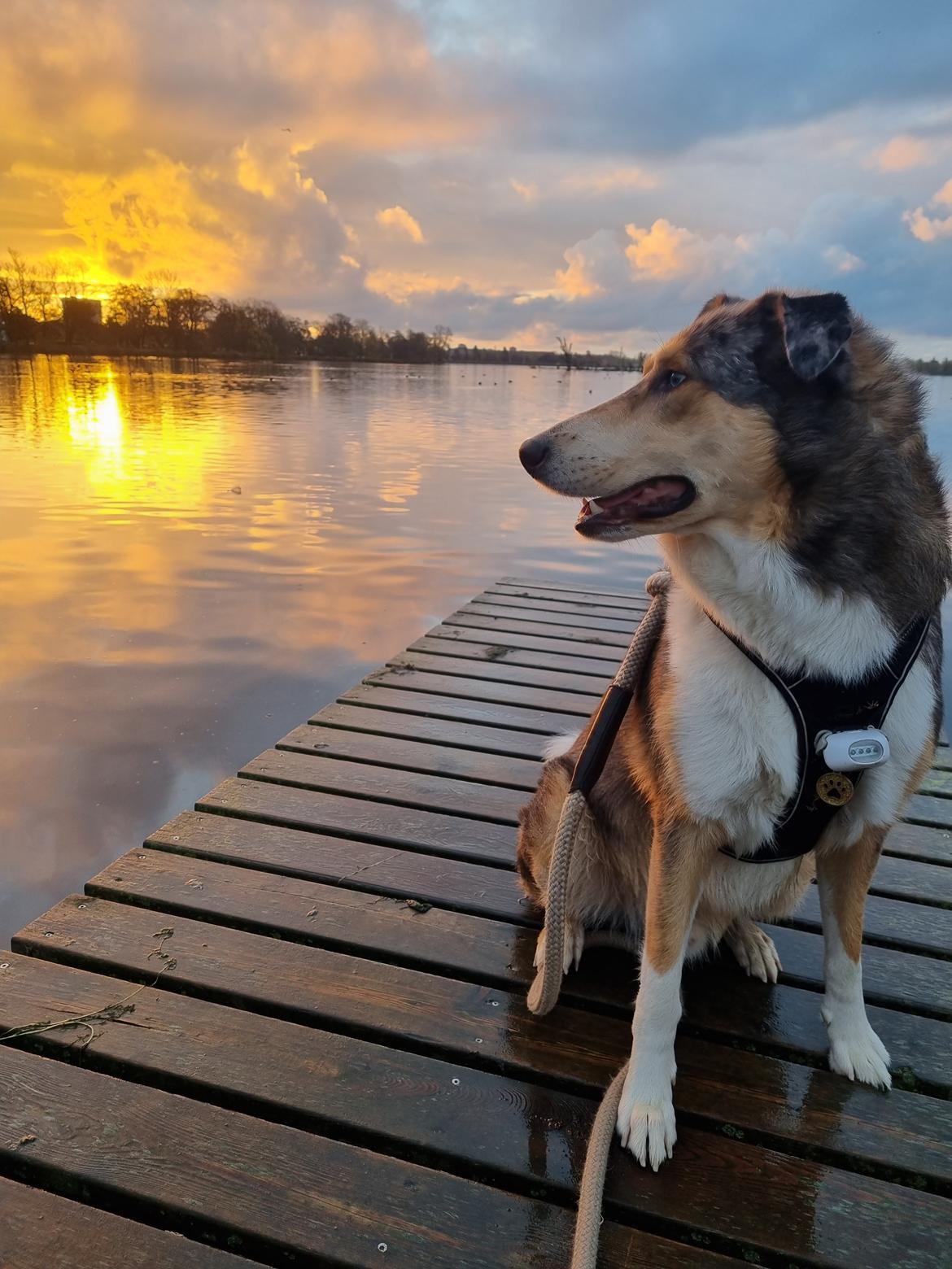 Collie korthåret Shelby  billede 14