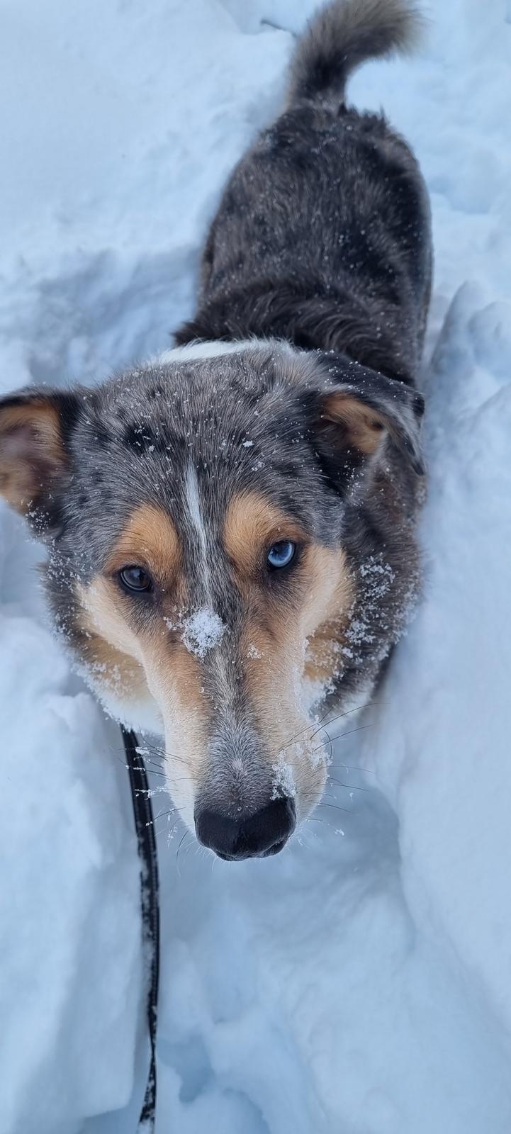 Collie korthåret Shelby  billede 18