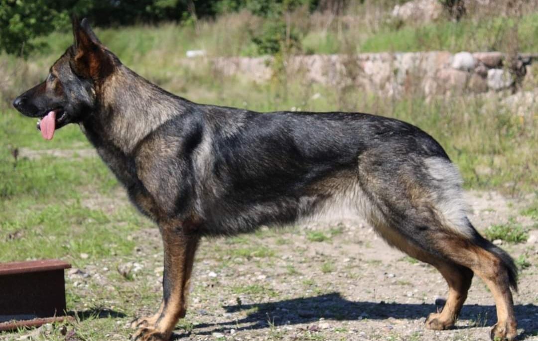 Schæferhund Bayogi Queen. (Enya). billede 2