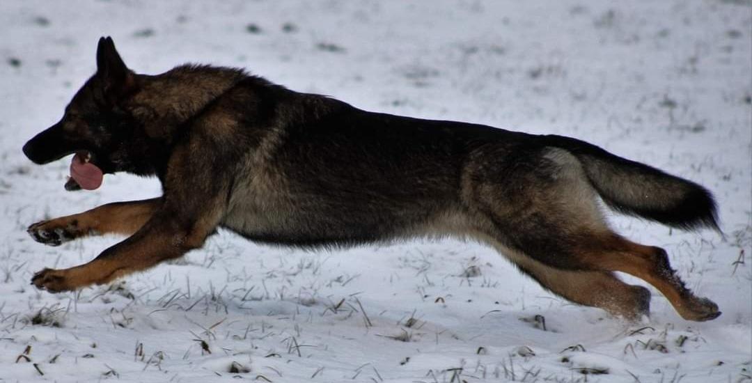 Schæferhund Bayogi Queen. (Enya). billede 3