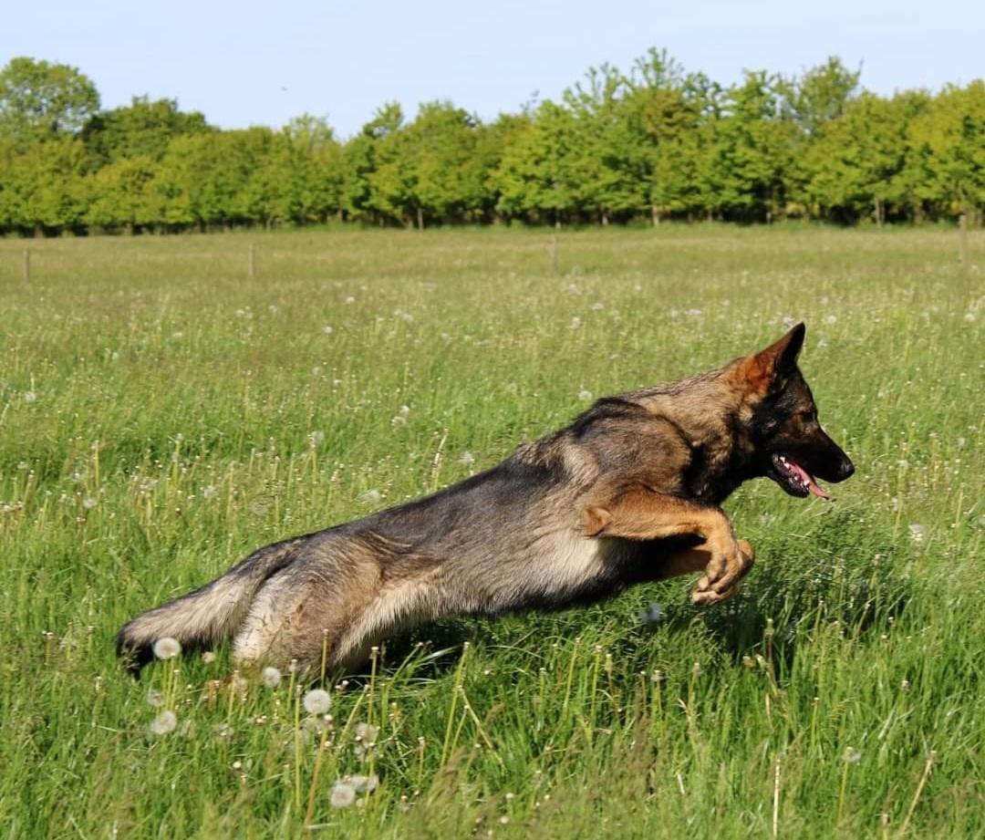 Schæferhund Bayogi Queen. (Enya). billede 25