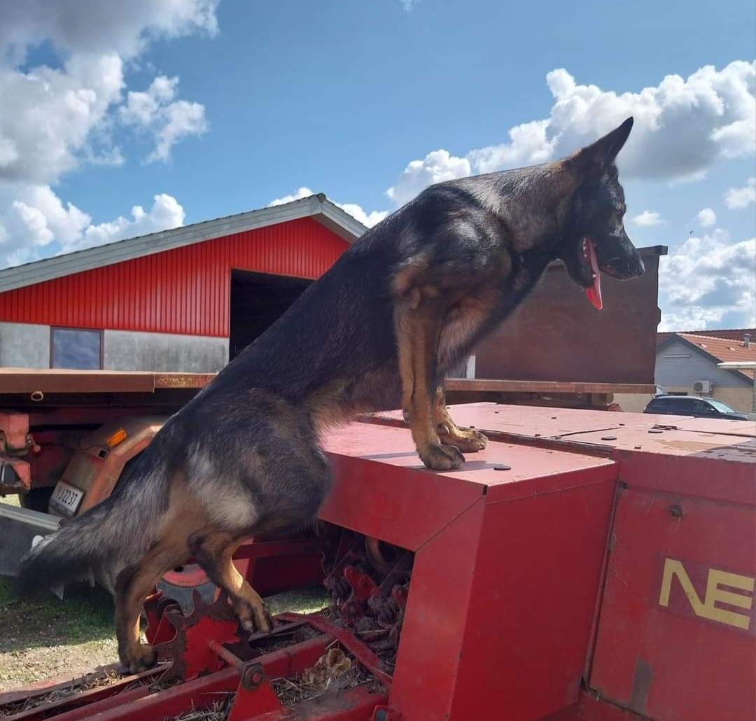 Schæferhund Bayogi Queen. (Enya). billede 32