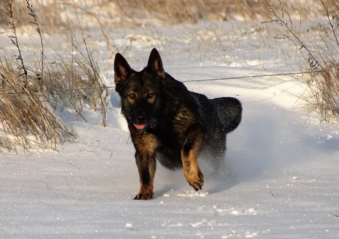 Schæferhund Bayogi Queen. (Enya). billede 5