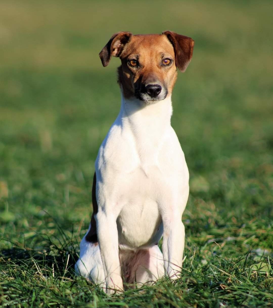 Dansk svensk gaardhund Hundeprut. billede 1