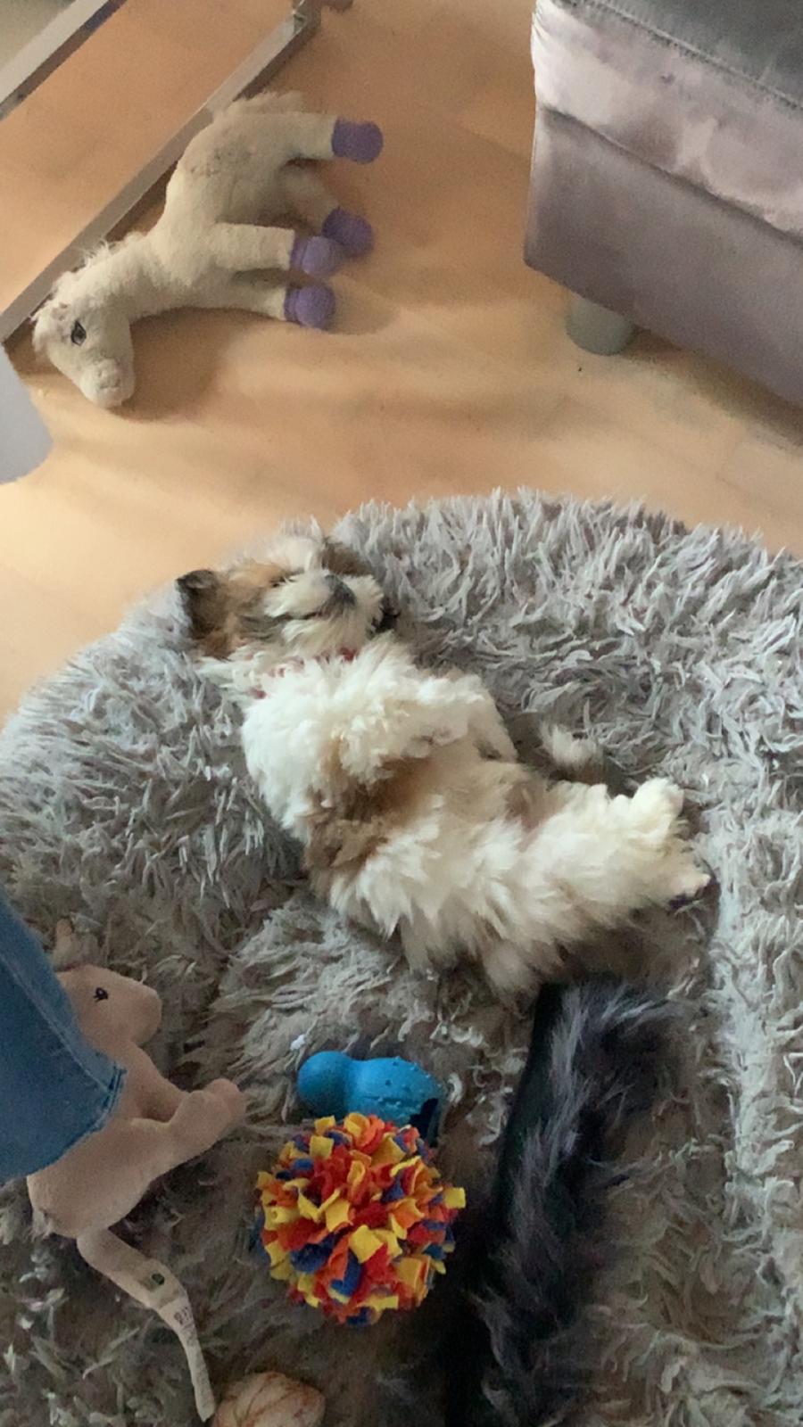 Shih tzu Mandfred (fodervært, servicehundeforningen) billede 12