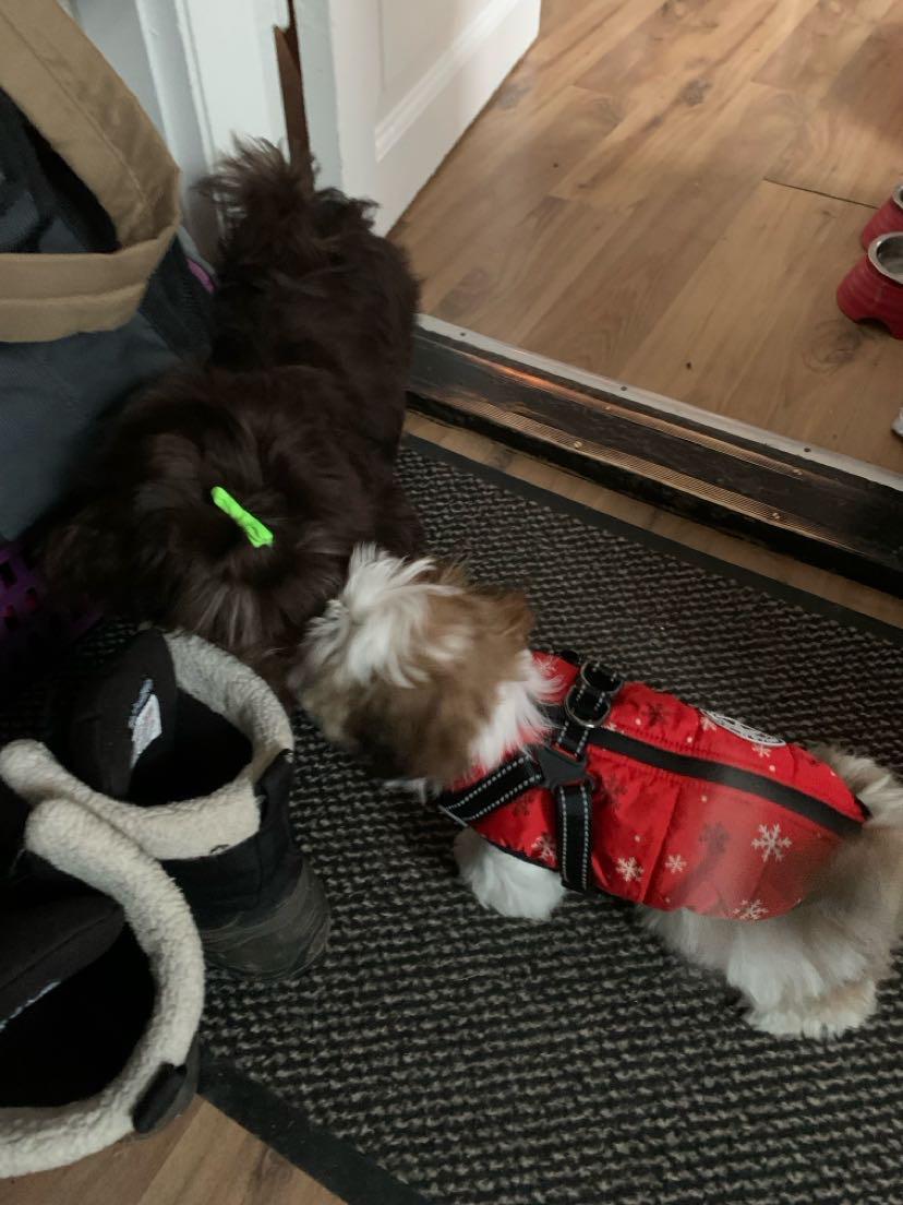 Shih tzu Mandfred (fodervært, servicehundeforningen) billede 14