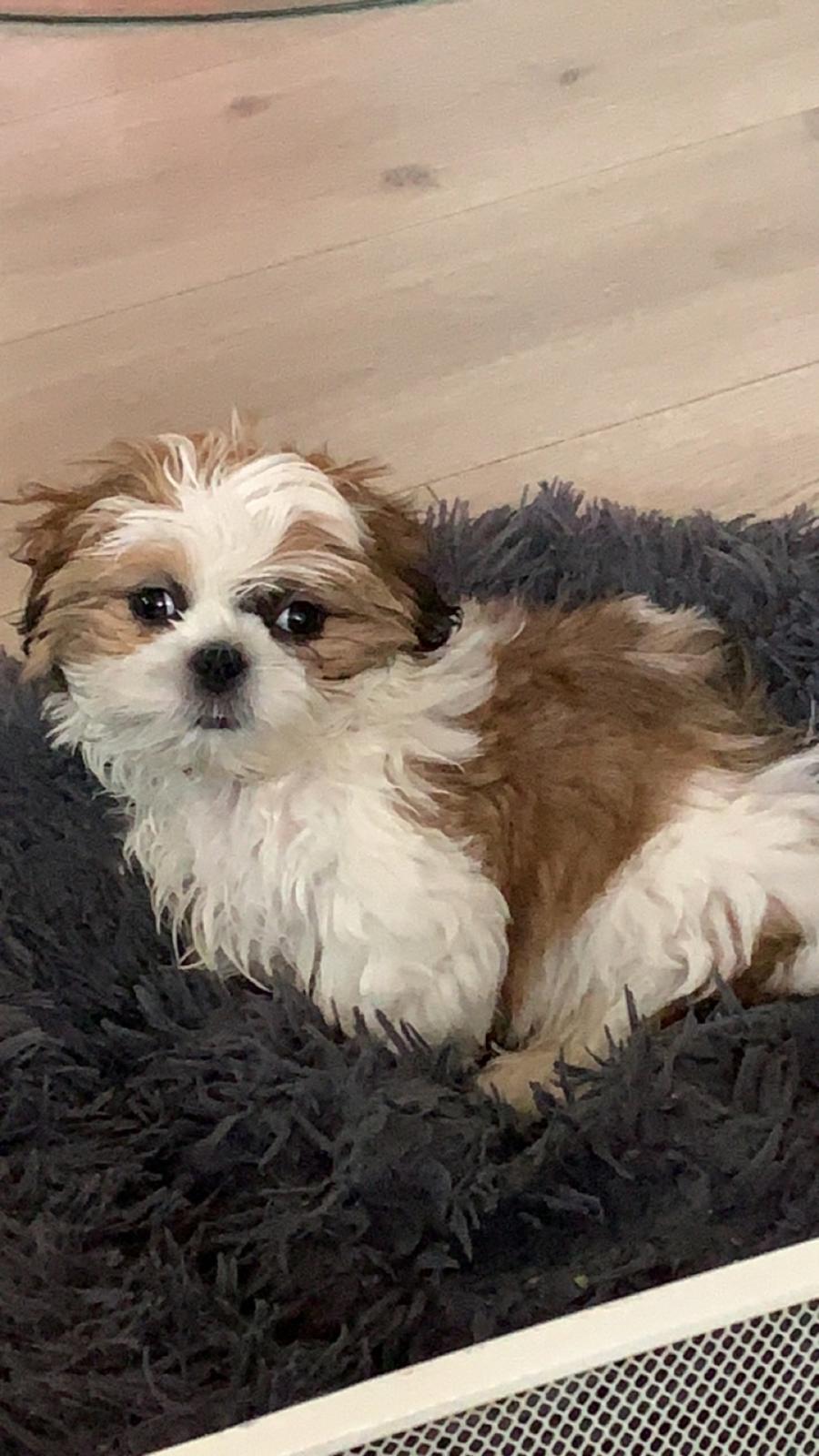 Shih tzu Mandfred (fodervært, servicehundeforningen) billede 15