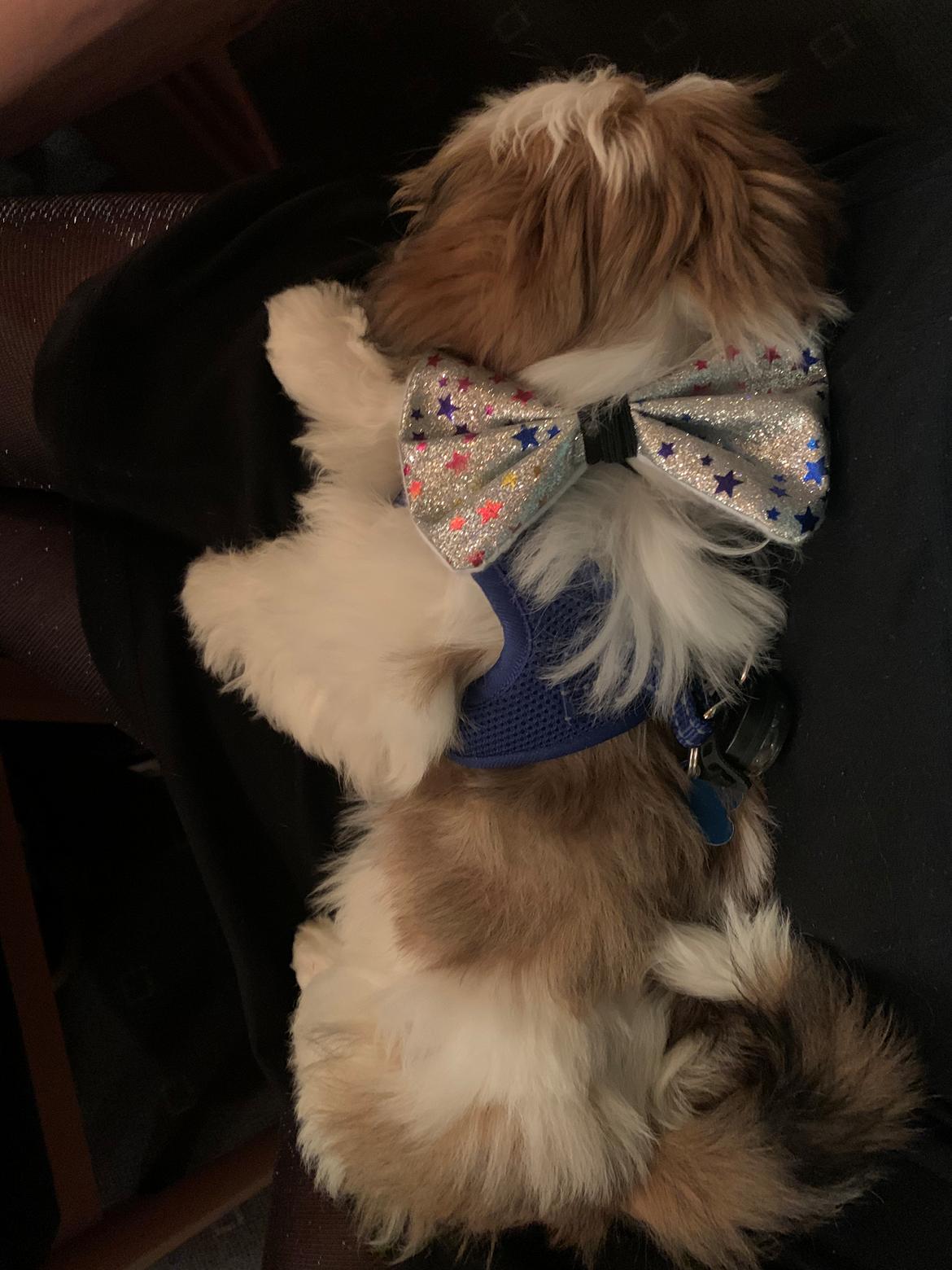 Shih tzu Mandfred (fodervært, servicehundeforningen) billede 13