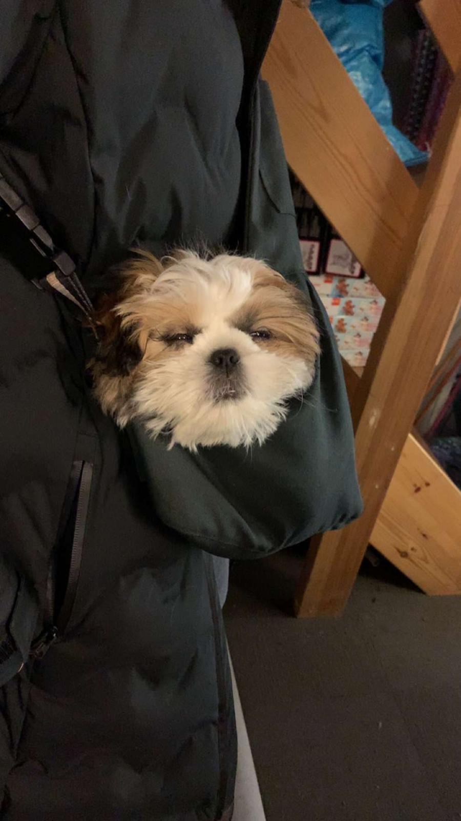 Shih tzu Mandfred (fodervært, servicehundeforningen) billede 16