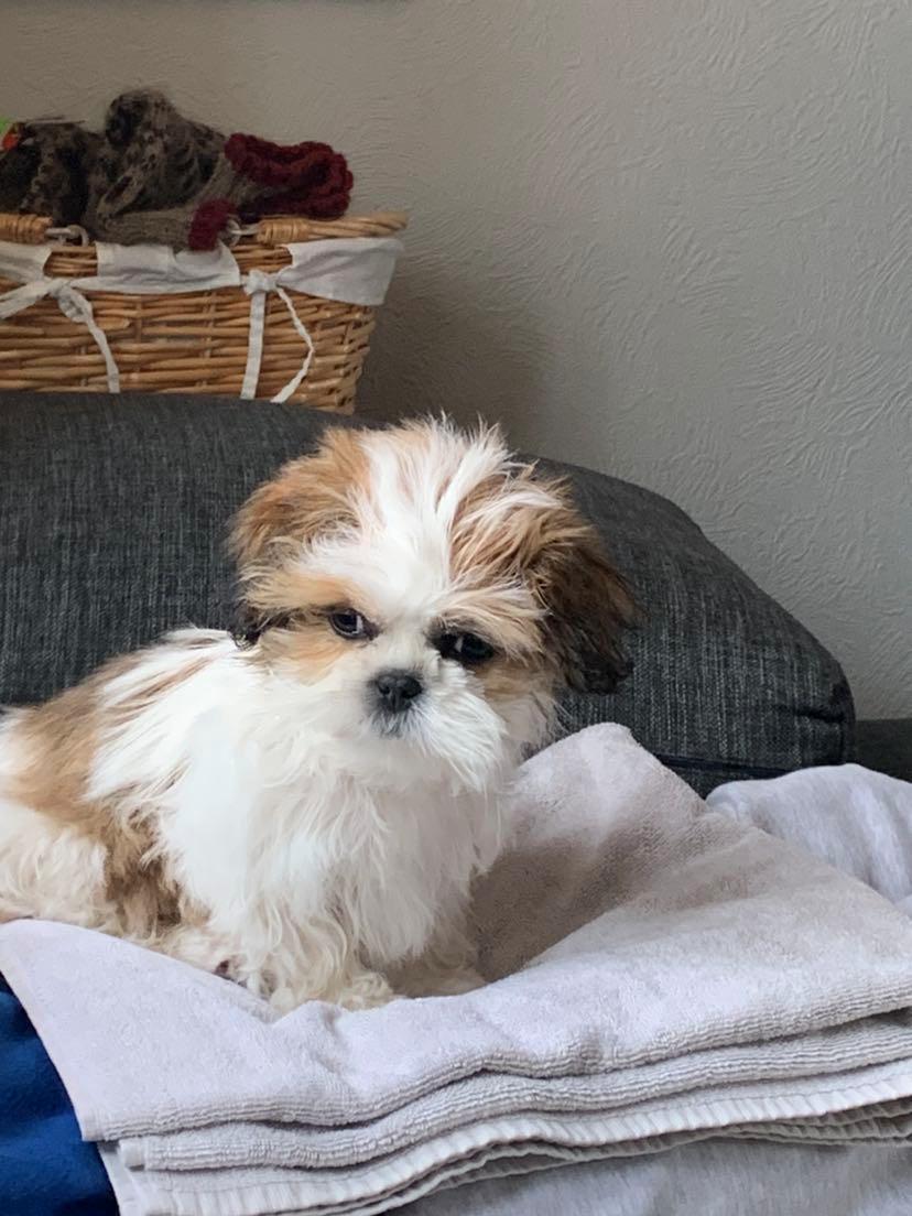 Shih tzu Mandfred (fodervært, servicehundeforningen) billede 21