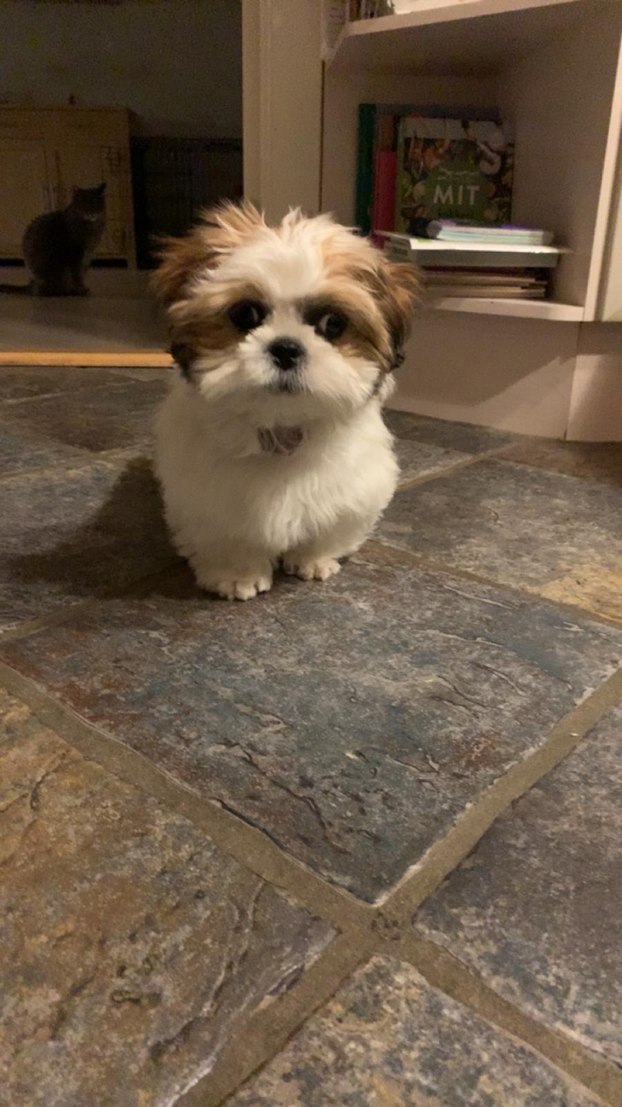 Shih tzu Mandfred (fodervært, servicehundeforningen) billede 22