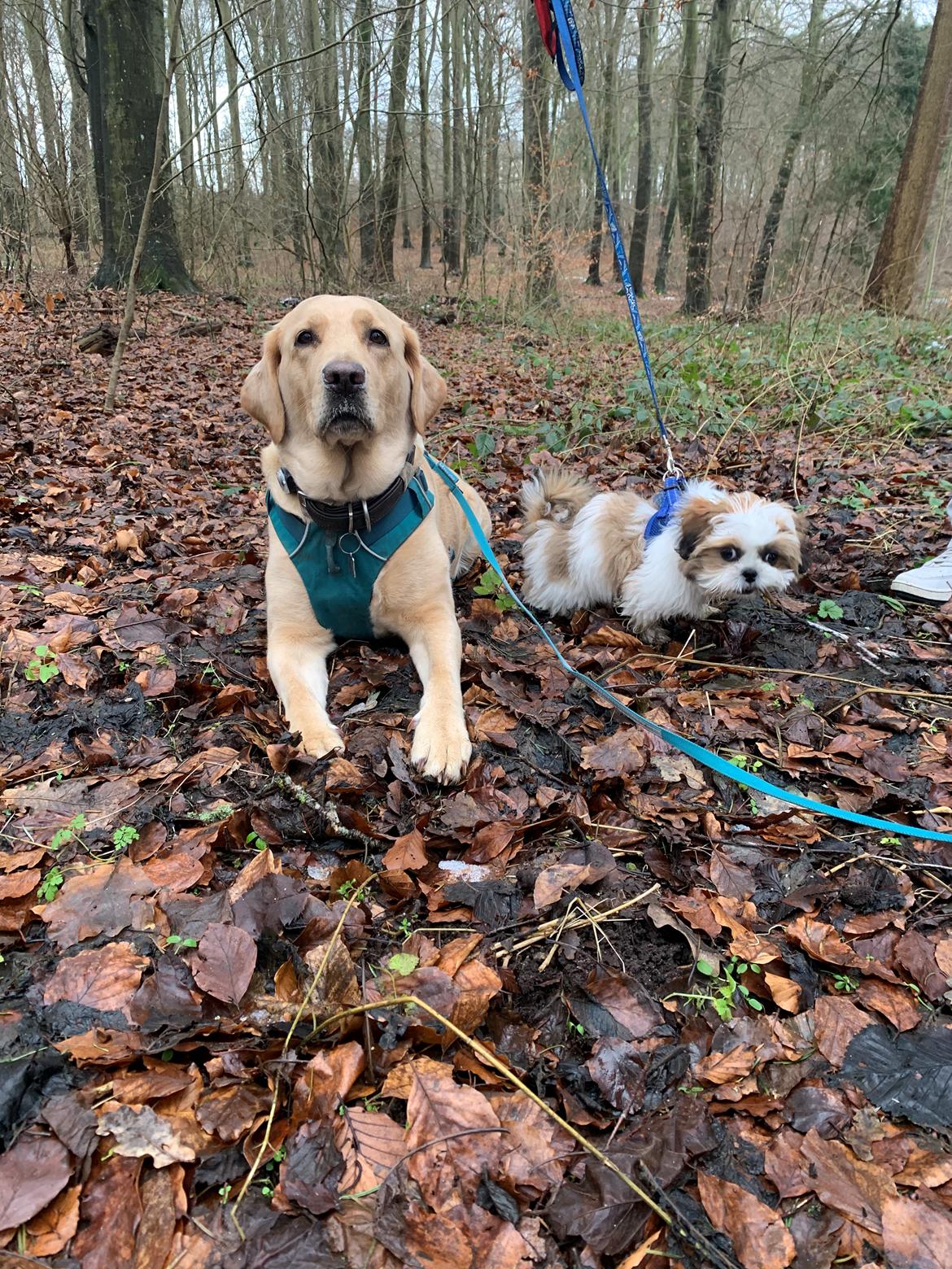 Shih tzu Mandfred (fodervært, servicehundeforningen) billede 17