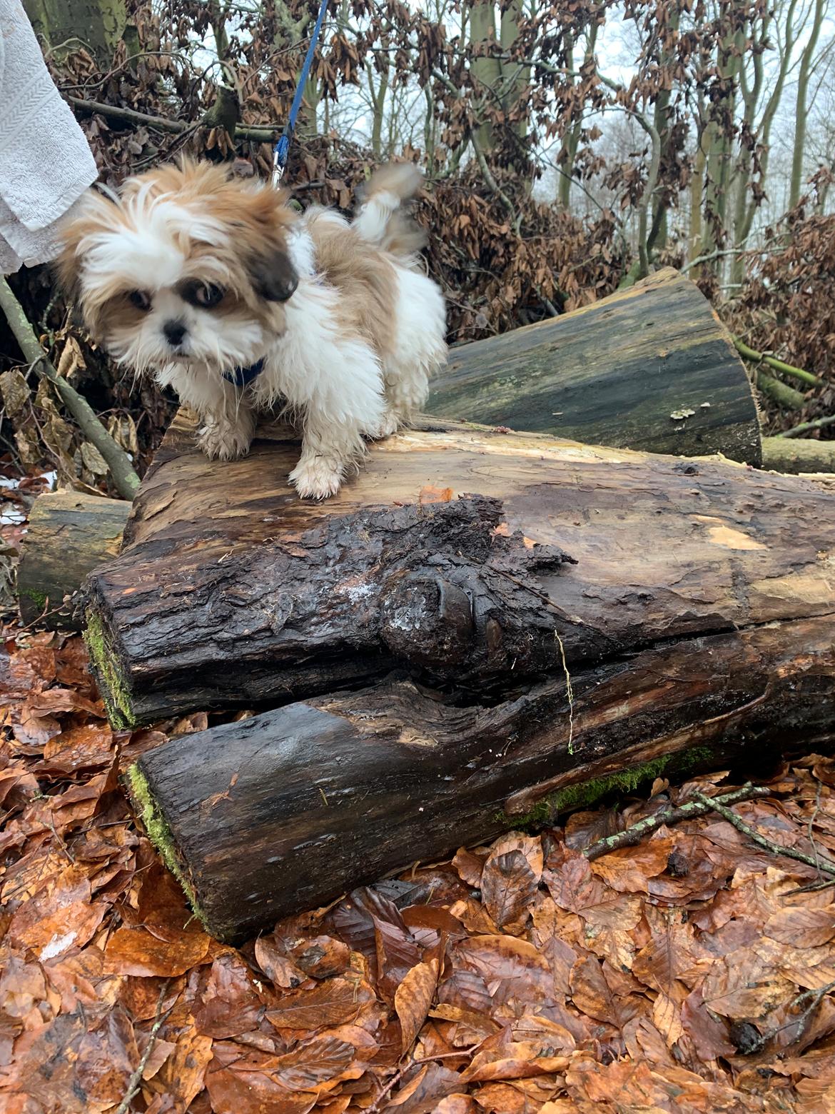 Shih tzu Mandfred (fodervært, servicehundeforningen) billede 18