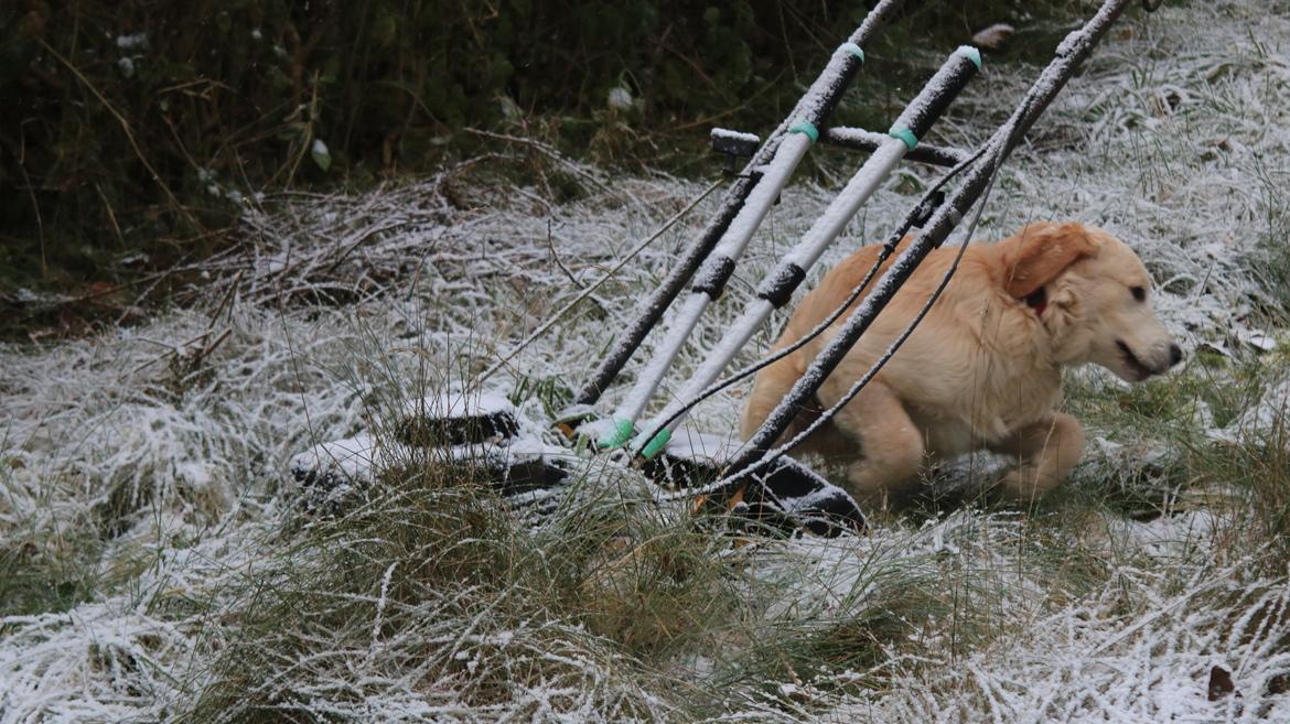 Golden retriever Simba billede 2