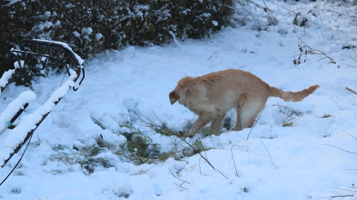 Golden retriever Simba billede 4