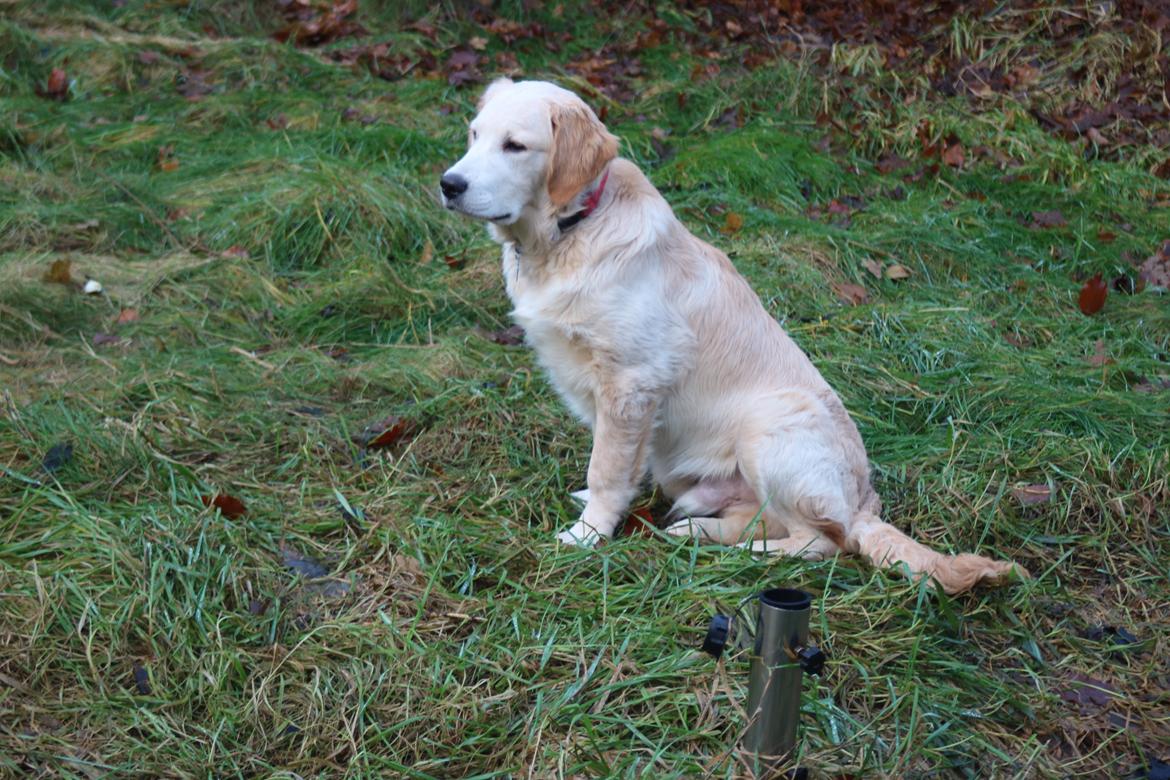 Golden retriever Simba billede 5