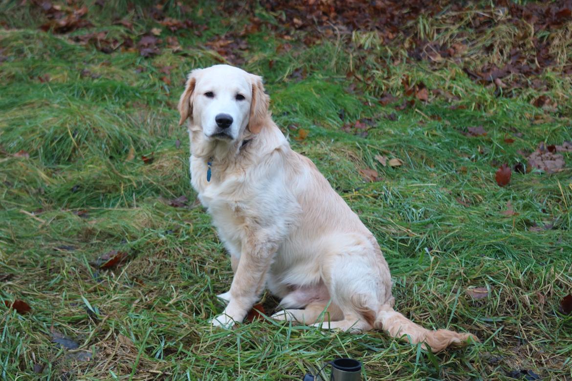 Golden retriever Simba billede 1