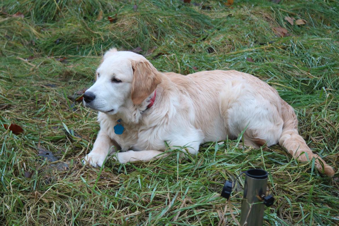 Golden retriever Simba billede 6