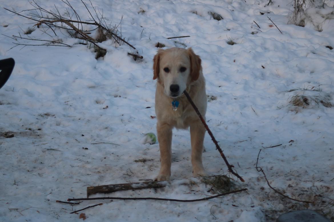 Golden retriever Simba billede 7