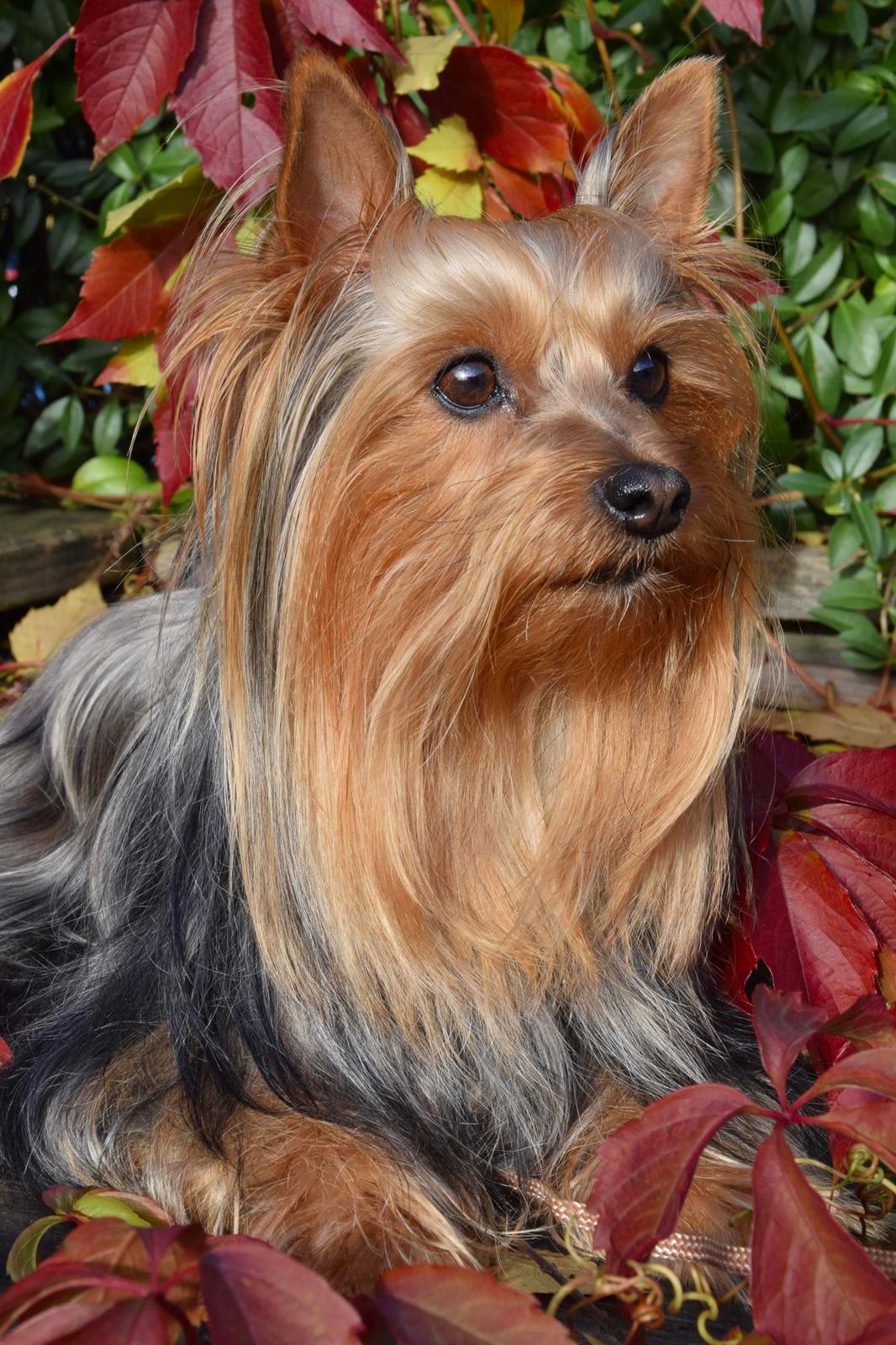 Australian silky terrier Enga’s Middle of the Night billede 8