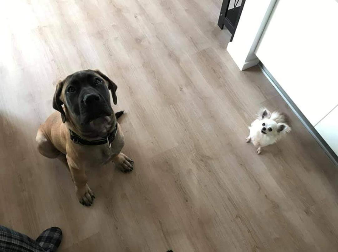 Chihuahua Olympia (død 2022) billede 17