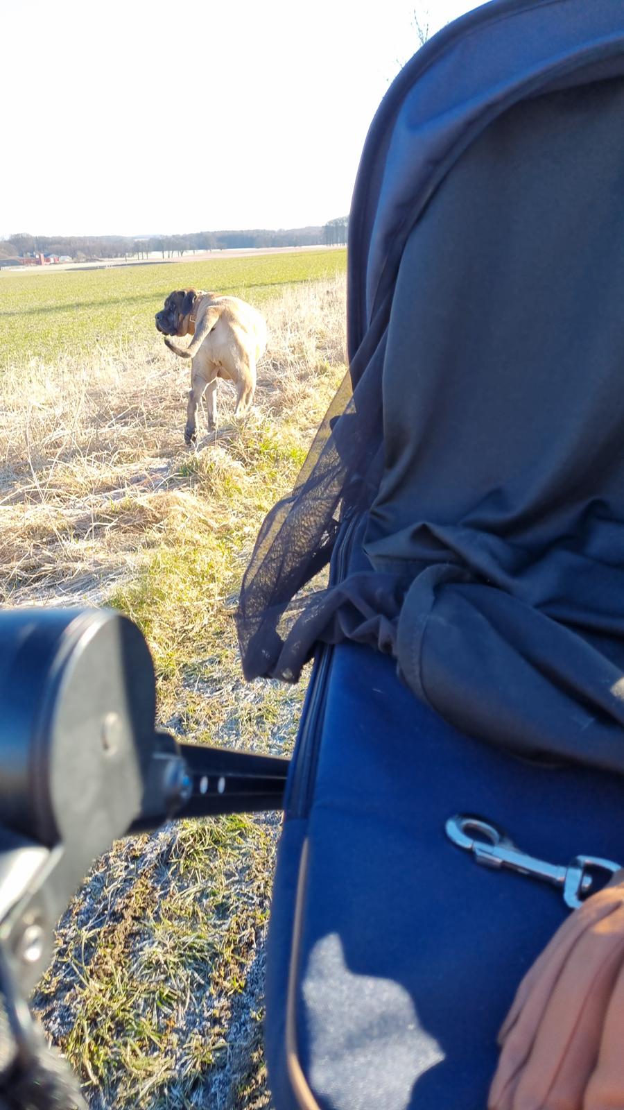 Mastiff Thorkild (død 2023) billede 27