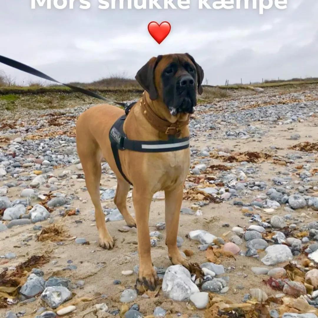 Mastiff Thorkild (død 2023) billede 28