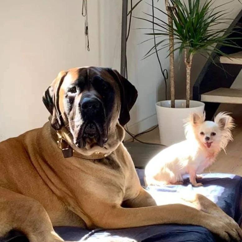 Mastiff Thorkild (død 2023) billede 30