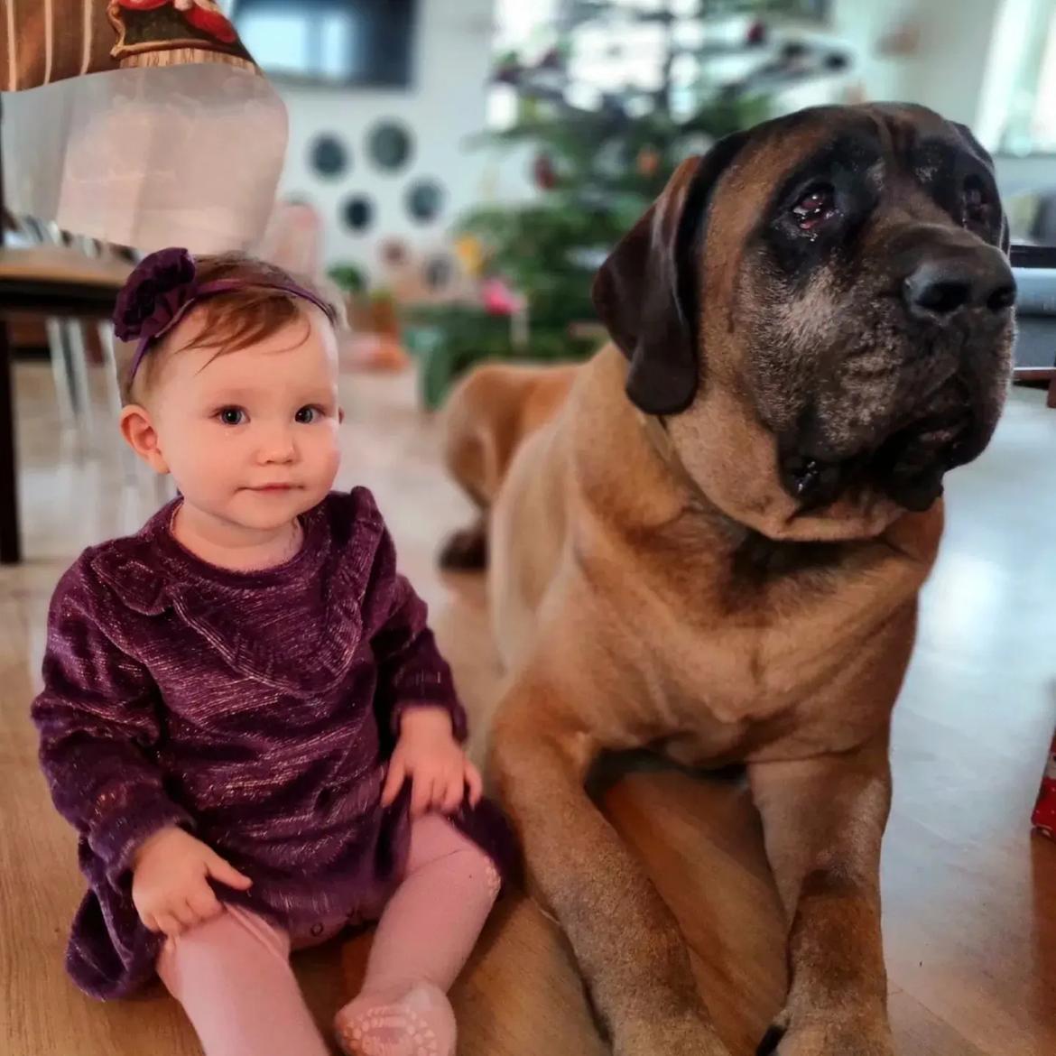 Mastiff Thorkild (død 2023) billede 32