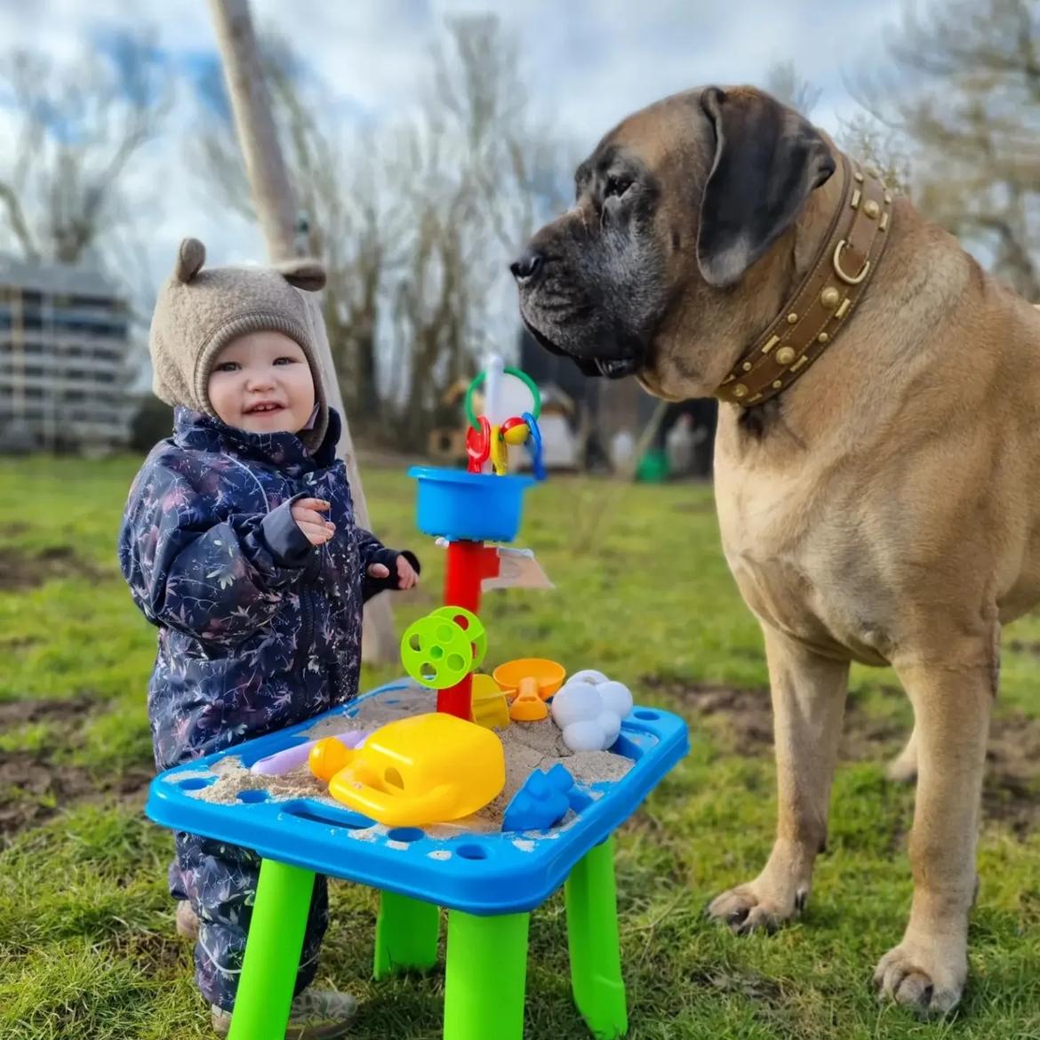 Mastiff Thorkild (død 2023) billede 33