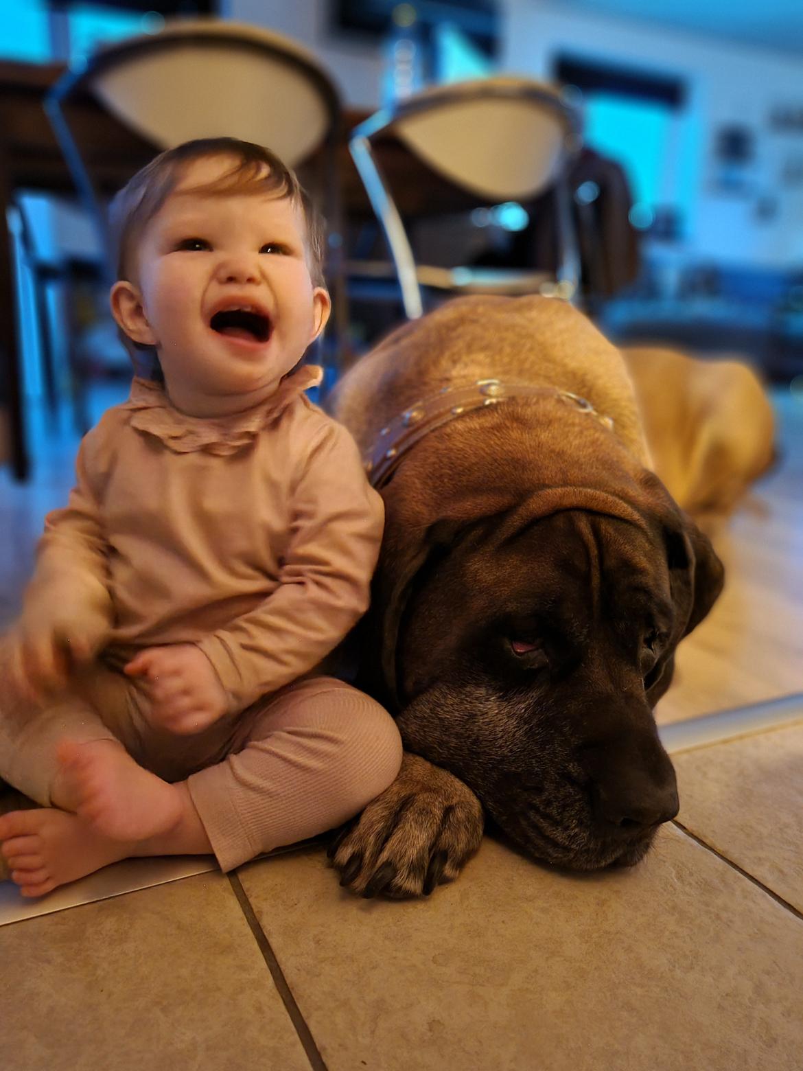 Mastiff Thorkild (død 2023) billede 34