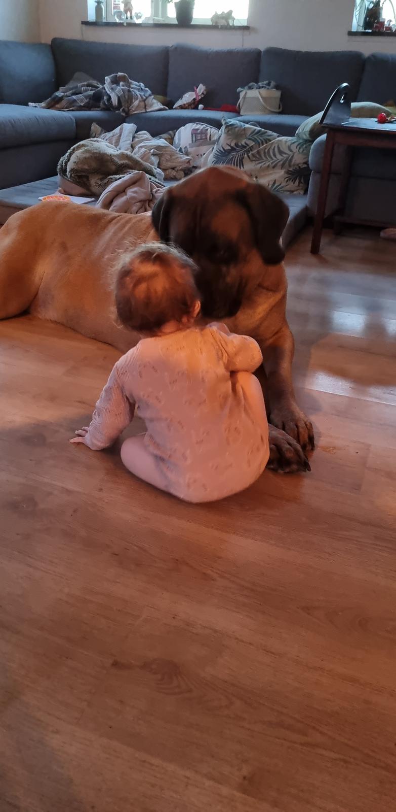 Mastiff Thorkild (død 2023) billede 35