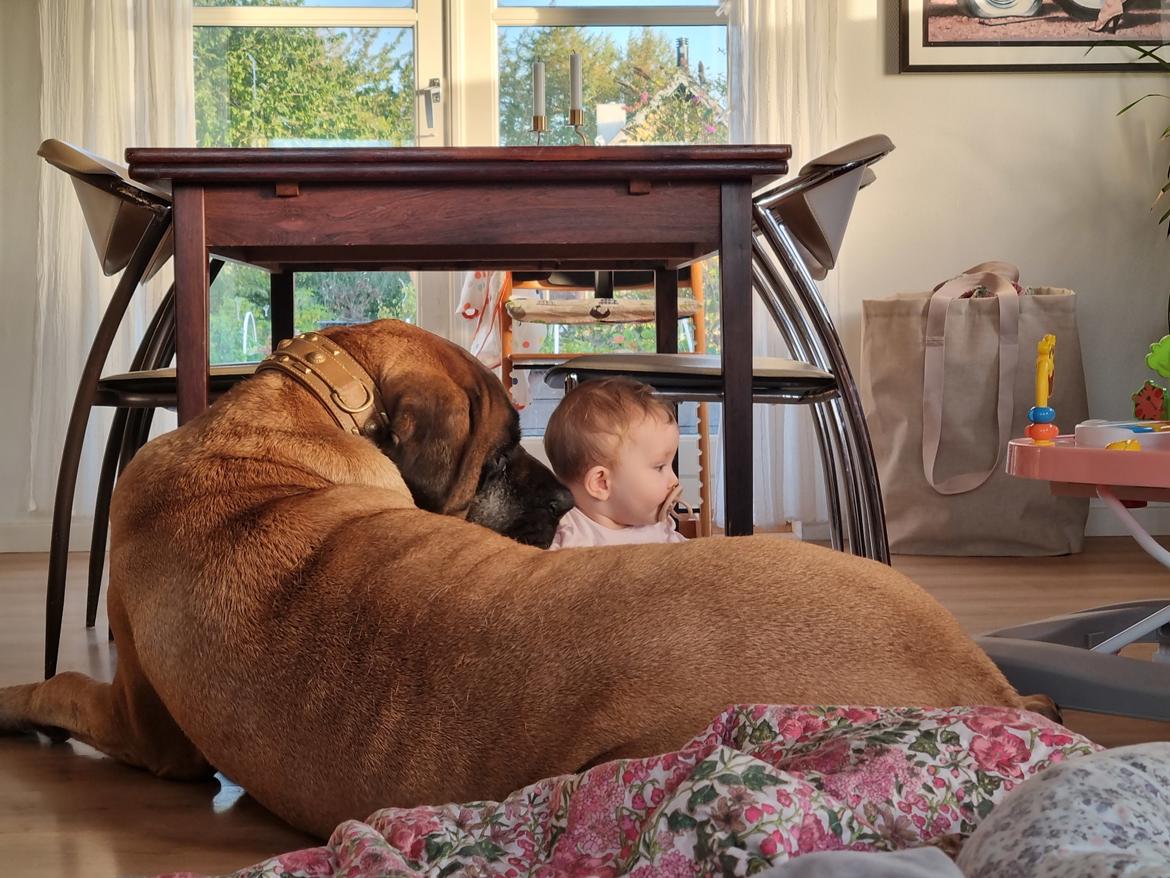 Mastiff Thorkild (død 2023) billede 36