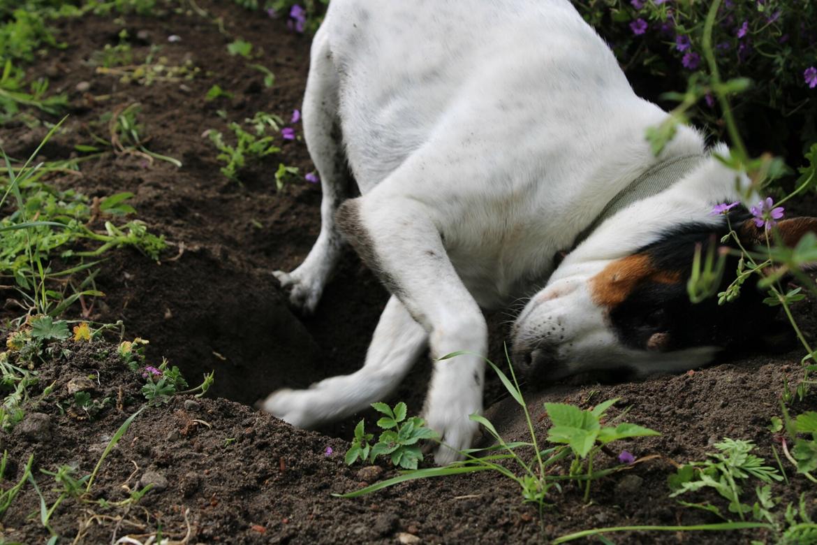 Dansk svensk gaardhund Norbert billede 11