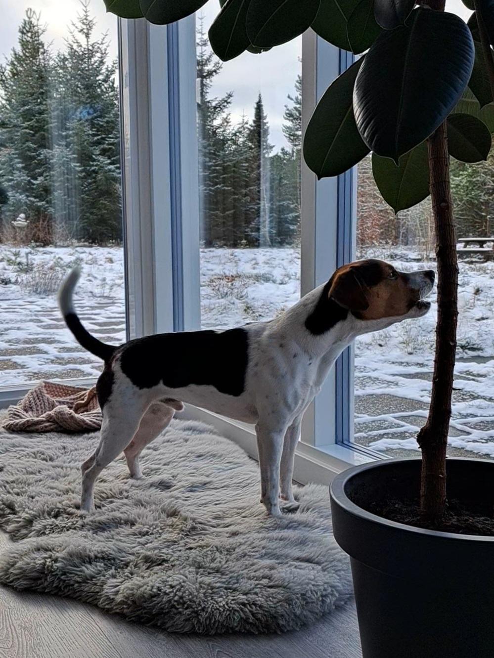 Dansk svensk gaardhund Eddie R.I.P. - 7. februar 2024 billede 35